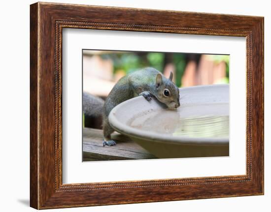 USA, Tennessee. Eastern gray squirrel drinks at bird bath reflected in water-Trish Drury-Framed Photographic Print