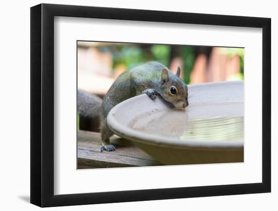 USA, Tennessee. Eastern gray squirrel drinks at bird bath reflected in water-Trish Drury-Framed Photographic Print