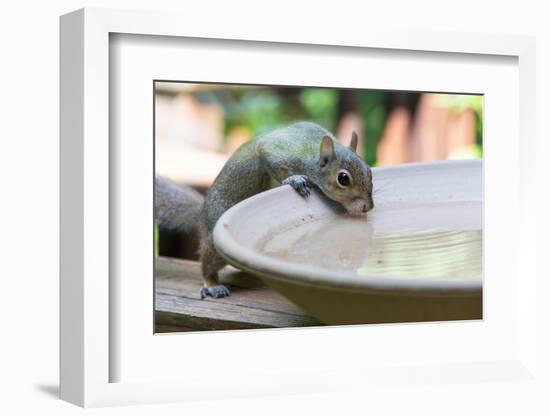 USA, Tennessee. Eastern gray squirrel drinks at bird bath reflected in water-Trish Drury-Framed Photographic Print