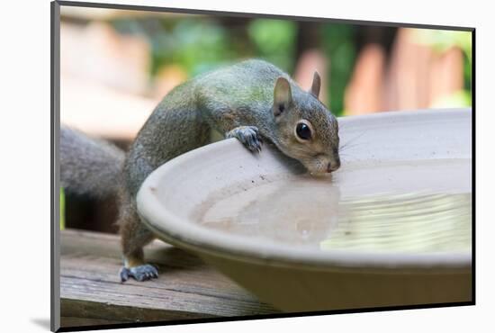 USA, Tennessee. Eastern gray squirrel drinks at bird bath reflected in water-Trish Drury-Mounted Photographic Print