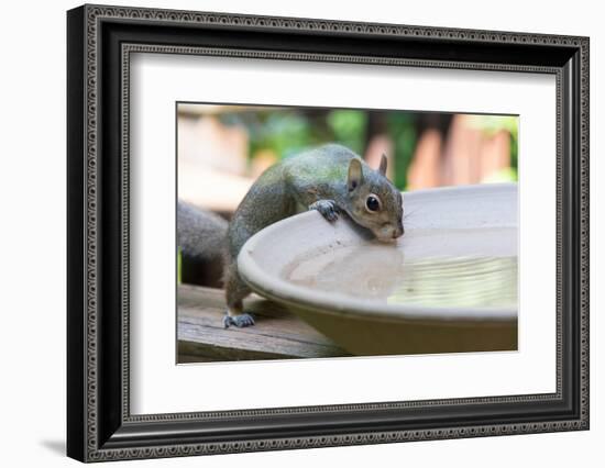 USA, Tennessee. Eastern gray squirrel drinks at bird bath reflected in water-Trish Drury-Framed Photographic Print