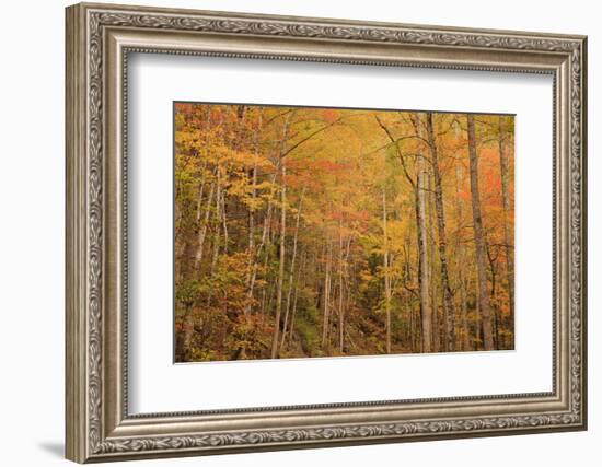 USA, Tennessee. Fall foliage along the Little River in the Smoky Mountains.-Joanne Wells-Framed Photographic Print