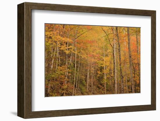 USA, Tennessee. Fall foliage along the Little River in the Smoky Mountains.-Joanne Wells-Framed Photographic Print