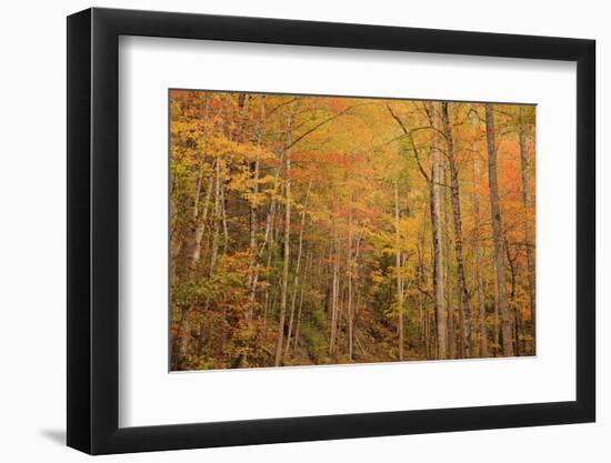 USA, Tennessee. Fall foliage along the Little River in the Smoky Mountains.-Joanne Wells-Framed Photographic Print