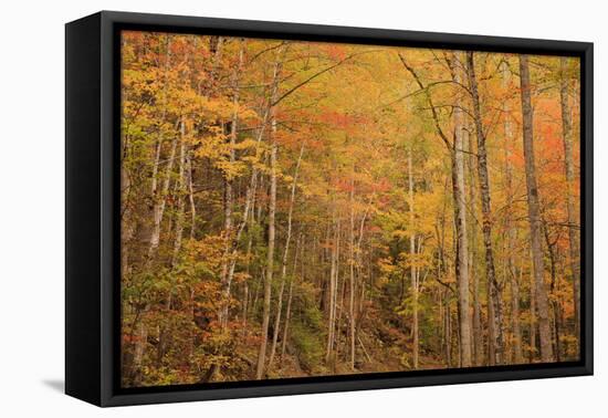 USA, Tennessee. Fall foliage along the Little River in the Smoky Mountains.-Joanne Wells-Framed Premier Image Canvas