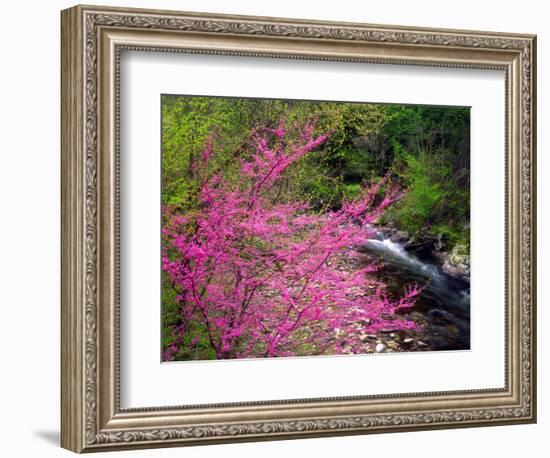 USA, Tennessee, Great Smoky Mountain Redbud Wildflowers-Jaynes Gallery-Framed Photographic Print