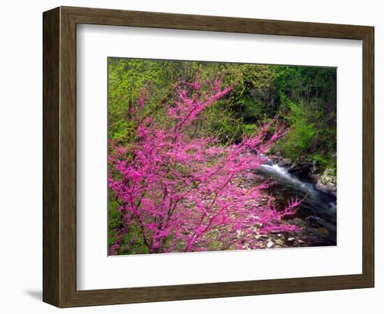 USA, Tennessee, Great Smoky Mountain Redbud Wildflowers-Jaynes Gallery-Framed Photographic Print