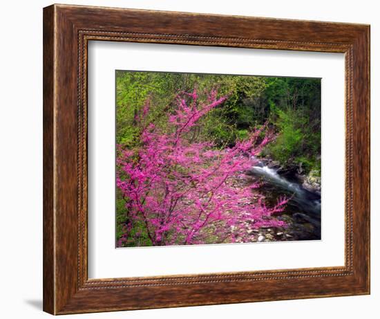 USA, Tennessee, Great Smoky Mountain Redbud Wildflowers-Jaynes Gallery-Framed Photographic Print