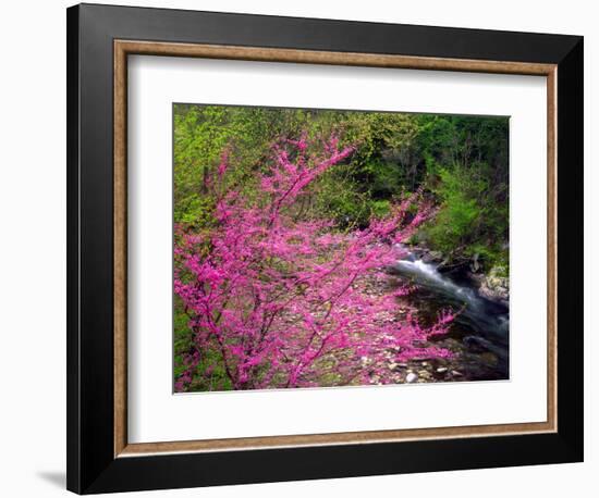 USA, Tennessee, Great Smoky Mountain Redbud Wildflowers-Jaynes Gallery-Framed Photographic Print