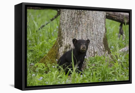 USA, Tennessee, Great Smoky Mountains National Park. Black Bear Cub Next to Tree-Jaynes Gallery-Framed Premier Image Canvas