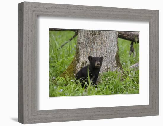 USA, Tennessee, Great Smoky Mountains National Park. Black Bear Cub Next to Tree-Jaynes Gallery-Framed Photographic Print