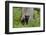 USA, Tennessee, Great Smoky Mountains National Park. Black Bear Cub Next to Tree-Jaynes Gallery-Framed Photographic Print