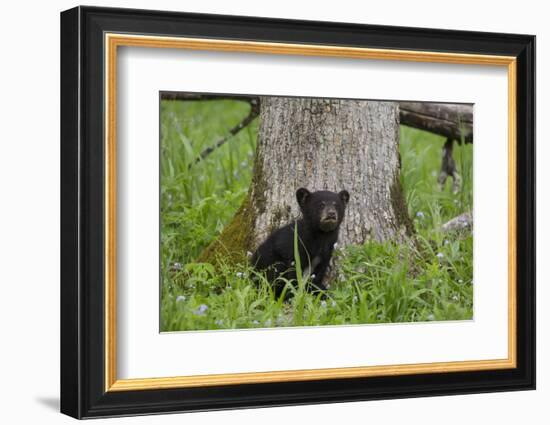 USA, Tennessee, Great Smoky Mountains National Park. Black Bear Cub Next to Tree-Jaynes Gallery-Framed Photographic Print