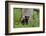 USA, Tennessee, Great Smoky Mountains National Park. Black Bear Cub Next to Tree-Jaynes Gallery-Framed Photographic Print