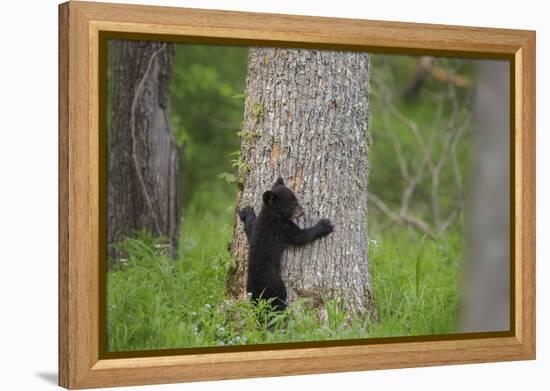 USA, Tennessee, Great Smoky Mountains National Park. Black Bear Cub Prepares to Climb Tree-Jaynes Gallery-Framed Premier Image Canvas