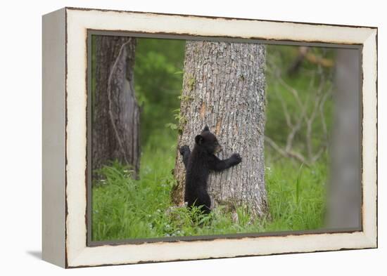 USA, Tennessee, Great Smoky Mountains National Park. Black Bear Cub Prepares to Climb Tree-Jaynes Gallery-Framed Premier Image Canvas