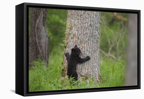 USA, Tennessee, Great Smoky Mountains National Park. Black Bear Cub Prepares to Climb Tree-Jaynes Gallery-Framed Premier Image Canvas