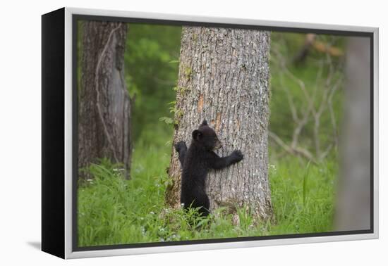 USA, Tennessee, Great Smoky Mountains National Park. Black Bear Cub Prepares to Climb Tree-Jaynes Gallery-Framed Premier Image Canvas