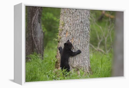 USA, Tennessee, Great Smoky Mountains National Park. Black Bear Cub Prepares to Climb Tree-Jaynes Gallery-Framed Premier Image Canvas