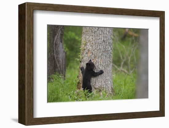 USA, Tennessee, Great Smoky Mountains National Park. Black Bear Cub Prepares to Climb Tree-Jaynes Gallery-Framed Photographic Print