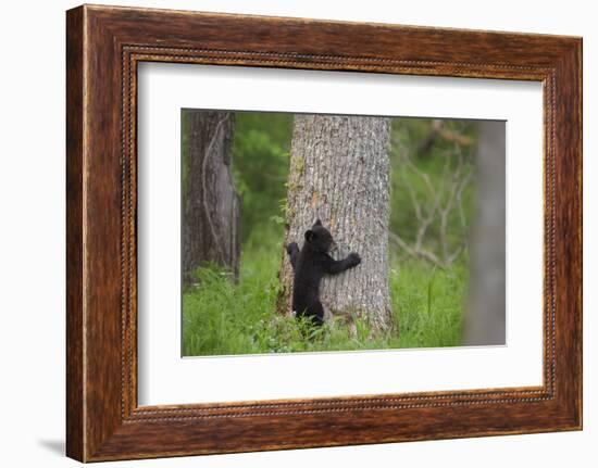 USA, Tennessee, Great Smoky Mountains National Park. Black Bear Cub Prepares to Climb Tree-Jaynes Gallery-Framed Photographic Print