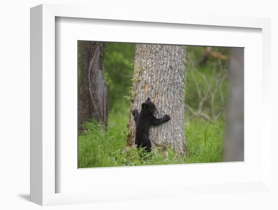 USA, Tennessee, Great Smoky Mountains National Park. Black Bear Cub Prepares to Climb Tree-Jaynes Gallery-Framed Photographic Print