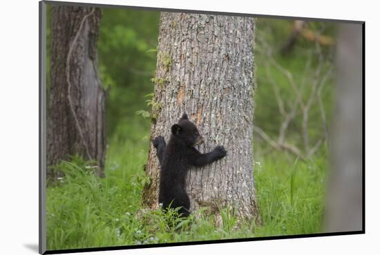 USA, Tennessee, Great Smoky Mountains National Park. Black Bear Cub Prepares to Climb Tree-Jaynes Gallery-Mounted Photographic Print