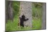 USA, Tennessee, Great Smoky Mountains National Park. Black Bear Cub Prepares to Climb Tree-Jaynes Gallery-Mounted Photographic Print