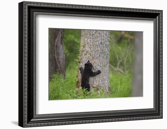 USA, Tennessee, Great Smoky Mountains National Park. Black Bear Cub Prepares to Climb Tree-Jaynes Gallery-Framed Photographic Print