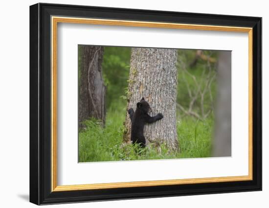 USA, Tennessee, Great Smoky Mountains National Park. Black Bear Cub Prepares to Climb Tree-Jaynes Gallery-Framed Photographic Print