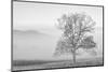 USA, Tennessee. Great Smoky Mountains National Park, Clearing fog in Cades Cove-Ann Collins-Mounted Photographic Print