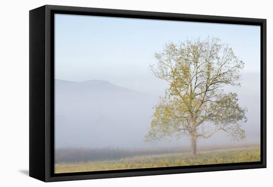 USA, Tennessee. Great Smoky Mountains National Park, Clearing fog in Cades Cove-Ann Collins-Framed Premier Image Canvas