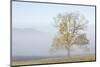 USA, Tennessee. Great Smoky Mountains National Park, Clearing fog in Cades Cove-Ann Collins-Mounted Photographic Print