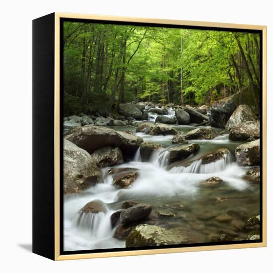 USA, Tennessee, Great Smoky Mountains National Park. Little Pigeon River at Greenbrier-Ann Collins-Framed Premier Image Canvas