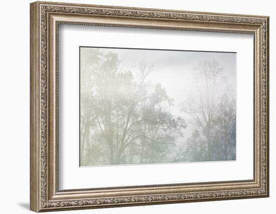 USA, Tennessee, Great Smoky Mountains National Park. Morning fog in Cades Cove-Ann Collins-Framed Photographic Print