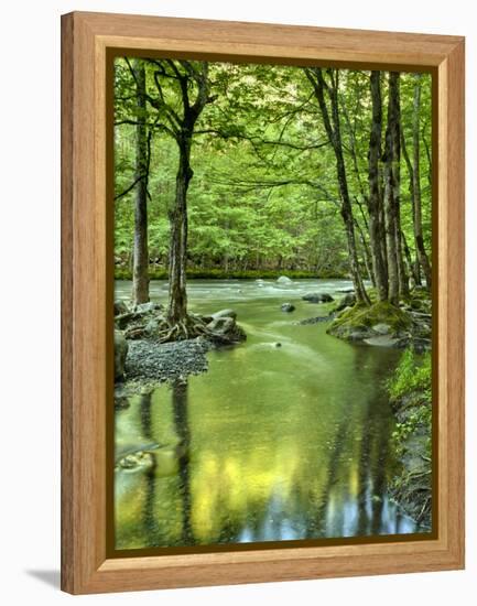 USA, Tennessee, Great Smoky Mountains National Park, Spring Reflections on Little Pigeon River-Ann Collins-Framed Premier Image Canvas