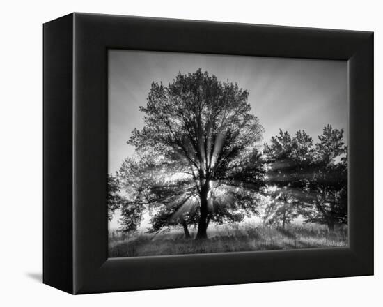 USA, Tennessee, Great Smoky Mountains National Park, Sunrise Through Fog and Trees at Cades Cove-Ann Collins-Framed Premier Image Canvas