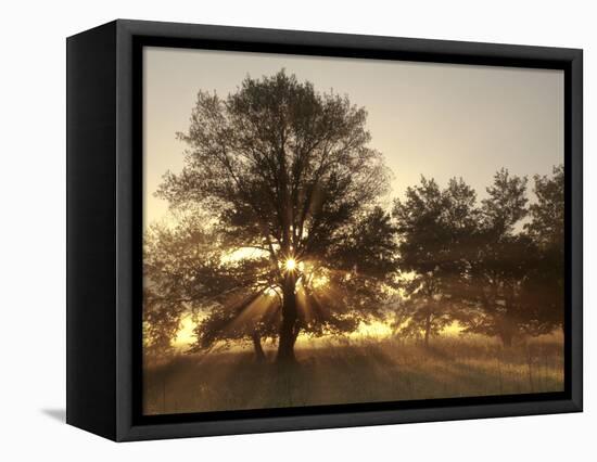 USA, Tennessee, Great Smoky Mountains National Park. Sunrise Through Fog and Trees at Cades Cove-Ann Collins-Framed Premier Image Canvas