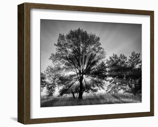USA, Tennessee, Great Smoky Mountains National Park, Sunrise Through Fog and Trees at Cades Cove-Ann Collins-Framed Photographic Print