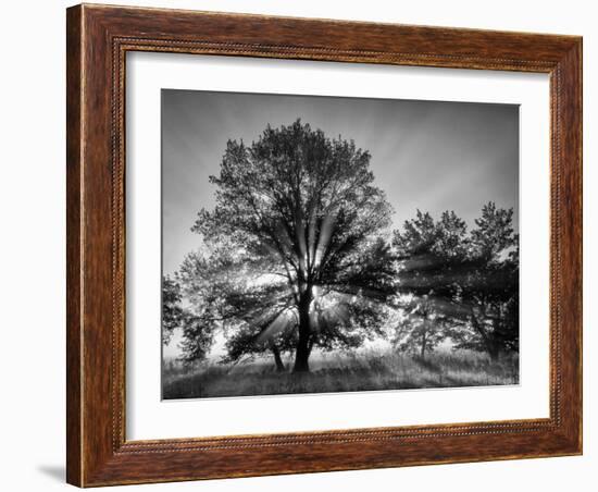 USA, Tennessee, Great Smoky Mountains National Park, Sunrise Through Fog and Trees at Cades Cove-Ann Collins-Framed Photographic Print