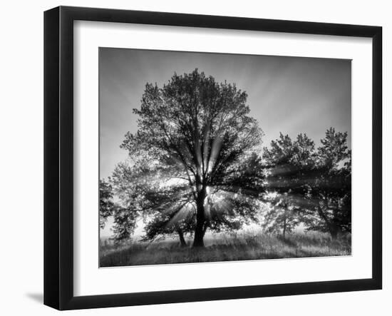 USA, Tennessee, Great Smoky Mountains National Park, Sunrise Through Fog and Trees at Cades Cove-Ann Collins-Framed Photographic Print