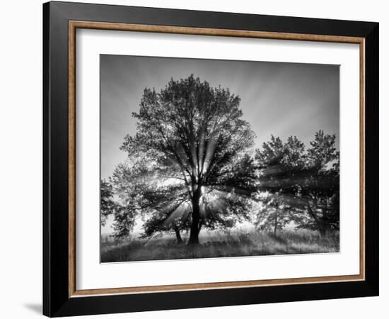 USA, Tennessee, Great Smoky Mountains National Park, Sunrise Through Fog and Trees at Cades Cove-Ann Collins-Framed Photographic Print