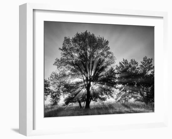 USA, Tennessee, Great Smoky Mountains National Park, Sunrise Through Fog and Trees at Cades Cove-Ann Collins-Framed Photographic Print