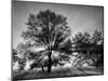 USA, Tennessee, Great Smoky Mountains National Park, Sunrise Through Fog and Trees at Cades Cove-Ann Collins-Mounted Photographic Print