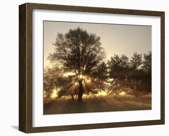 USA, Tennessee, Great Smoky Mountains National Park. Sunrise Through Fog and Trees at Cades Cove-Ann Collins-Framed Photographic Print