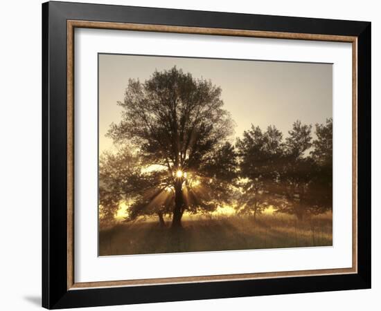 USA, Tennessee, Great Smoky Mountains National Park. Sunrise Through Fog and Trees at Cades Cove-Ann Collins-Framed Photographic Print