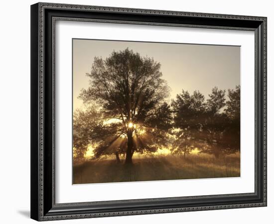 USA, Tennessee, Great Smoky Mountains National Park. Sunrise Through Fog and Trees at Cades Cove-Ann Collins-Framed Photographic Print