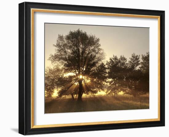 USA, Tennessee, Great Smoky Mountains National Park. Sunrise Through Fog and Trees at Cades Cove-Ann Collins-Framed Photographic Print