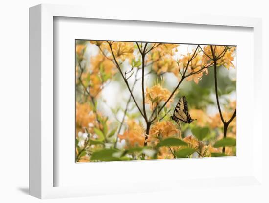 USA, Tennessee, Great Smoky Mountains National Park Tiger Swallowtail butterfly on Flame Azalea-Trish Drury-Framed Photographic Print