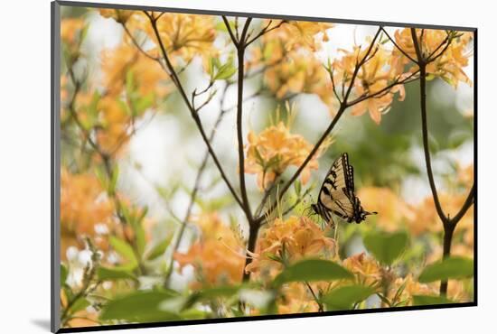 USA, Tennessee, Great Smoky Mountains National Park Tiger Swallowtail butterfly on Flame Azalea-Trish Drury-Mounted Photographic Print